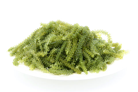 Hawaiian Sea Grapes (Umibudo, Green Caviar), 0.25lb