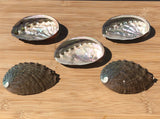 Abalone Shells (assorted 5pcs)