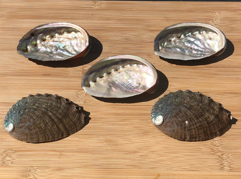 Abalone Shells (assorted 5pcs)