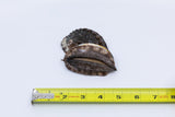 Kona Abalone Size 3 (9 to 11pcs/lb), 1lb