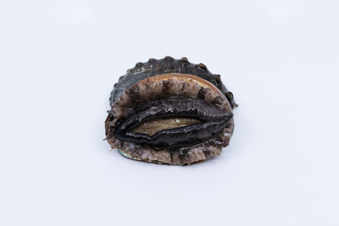 Kona Abalone Size 5 (average 60g), 1pc