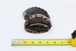 Kona Abalone Size 7 (average 80g), 1pc