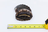 Kona Abalone Size 7 (average 80g), 1pc