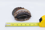 Kona Abalone Size Premium (average 120g), 1pc
