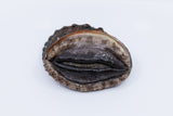 Previously Frozen Kona Abalone Size Premium Large (average 140g), 1pc